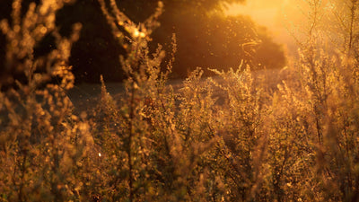 Outsmarting Seasonal Allergies: The Real Story Behind Ragweed, Mold, and Fall Triggers