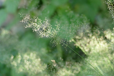 Allergy Season Survival Guide: How to Outsmart the Sneezes